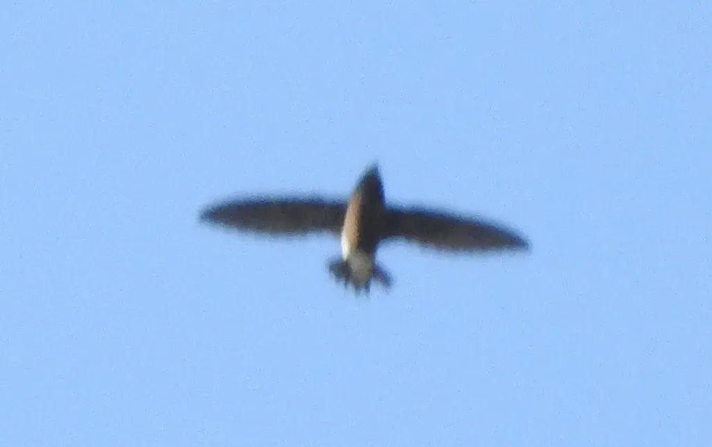 File:Brown-backed Needletail Hirundapus giganteus by Dr. Raju Kasambe.JPG