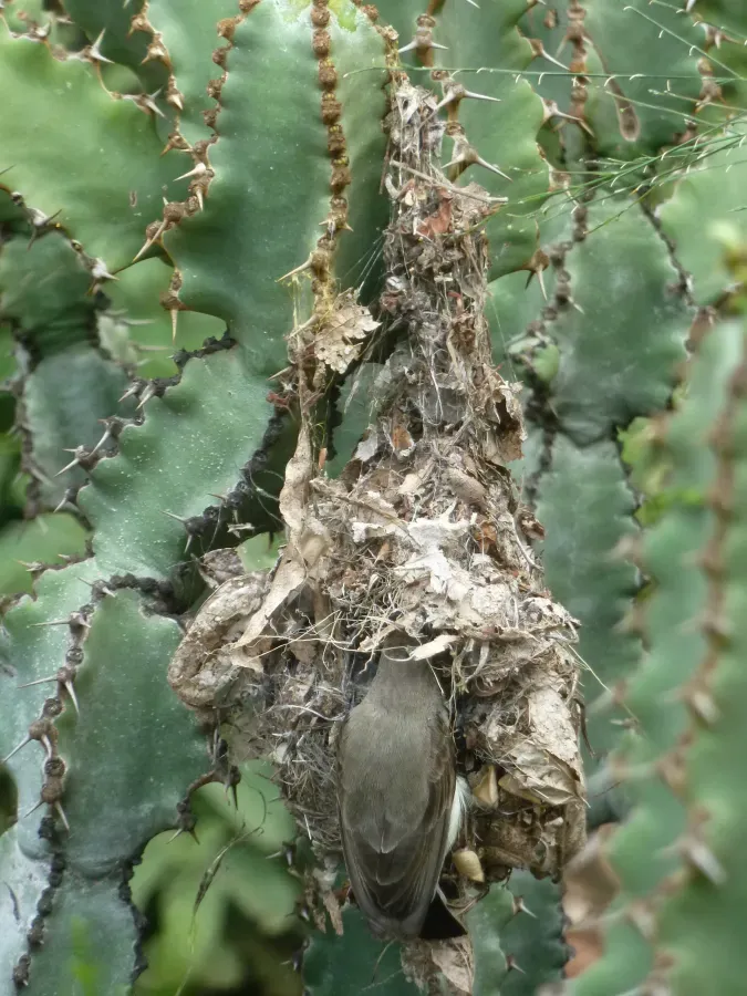 File:Cinnyris talatala, nes, Roodekrans, b.jpg