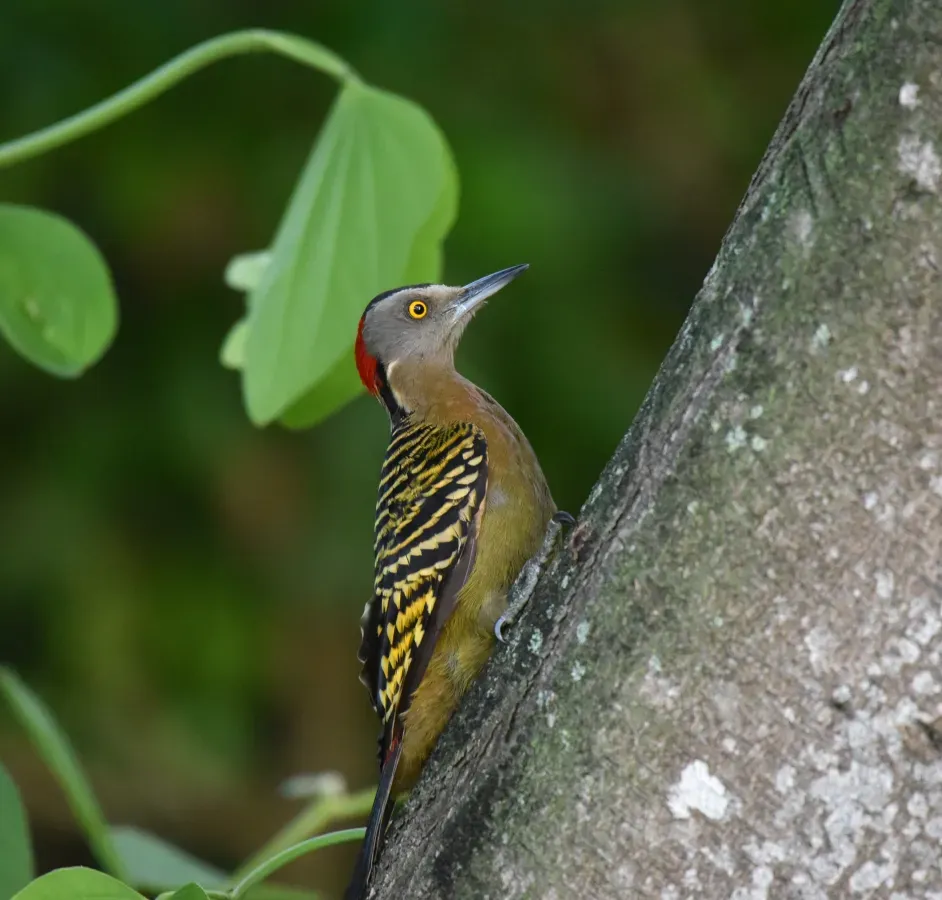File:Haitispecht Melanerpes striatus.JPG