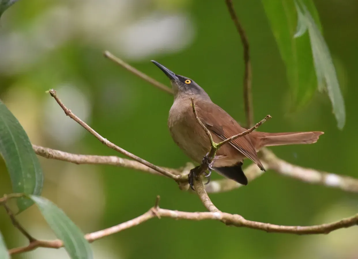 File:Braunzitterdrossel Cinclocerthia ruficauda tremula.JPG