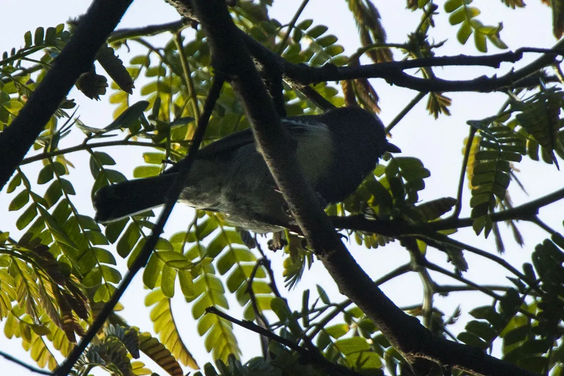 File:Melaniparus fasciiventer.jpg