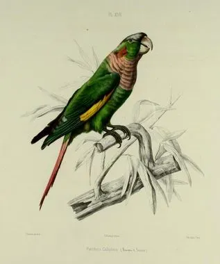 File:Pyrrhura calliptera.JPG