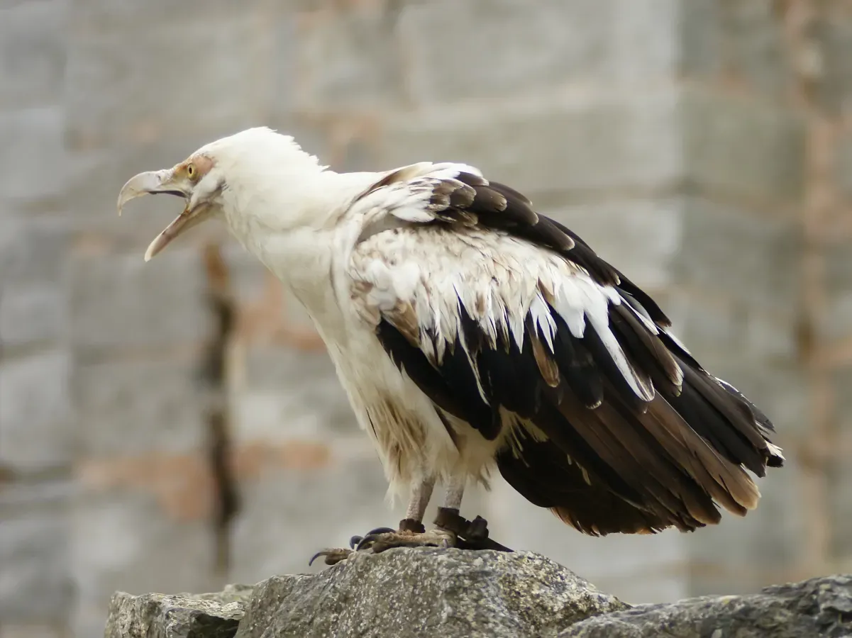 File:Gypohierax angolensis.jpg