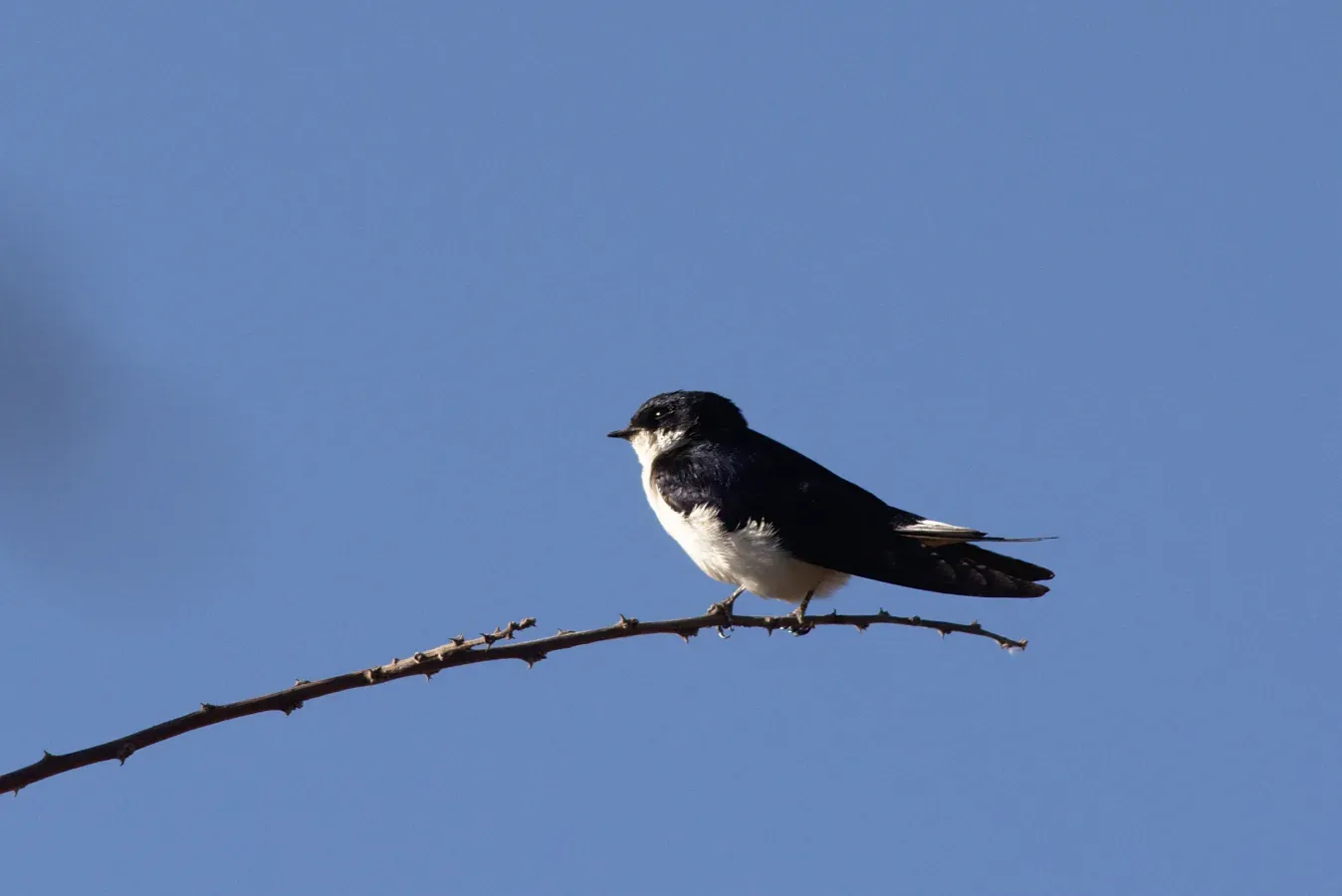 File:Hirundo megaensis Mega.jpg