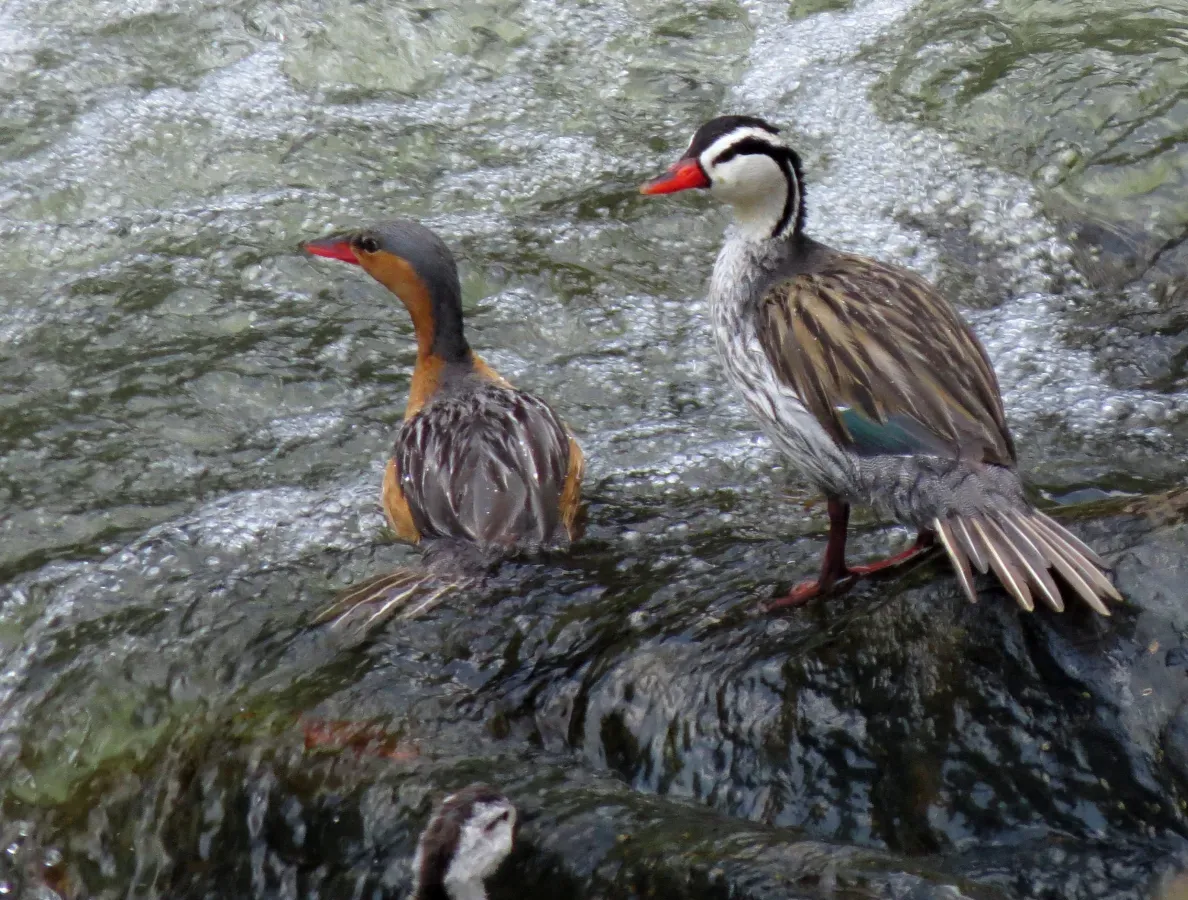 File:Merganetta armata (Pato de torrente) (24726521941).jpg