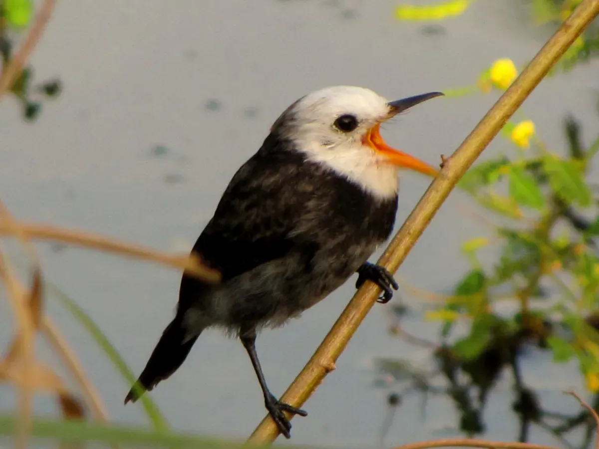 File:Arundinicola leucocephala (Monjita pantanera) (14047879697).jpg