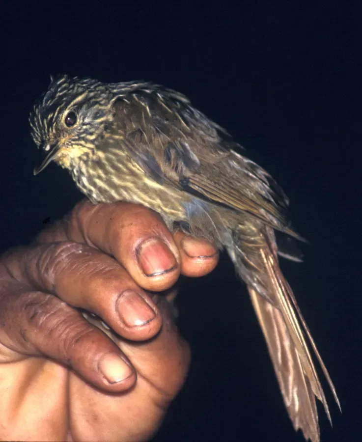File:Syndactyla subalaris.jpg