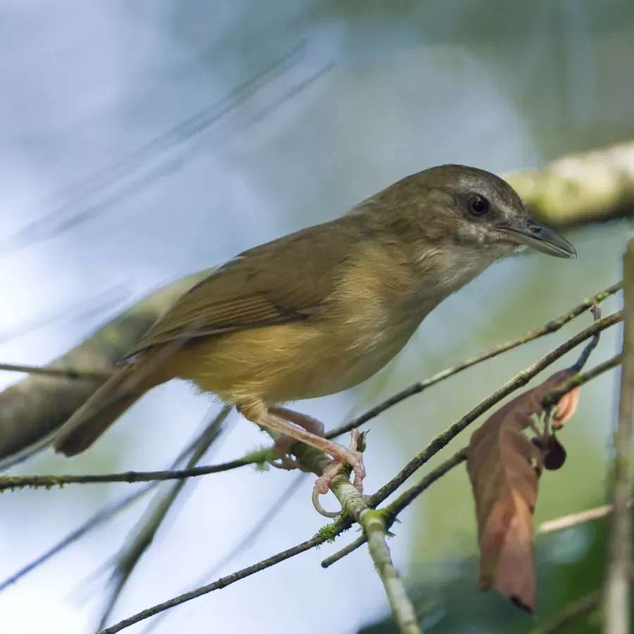 File:Abbot's Babbler - Malacocincla abbotti.jpg
