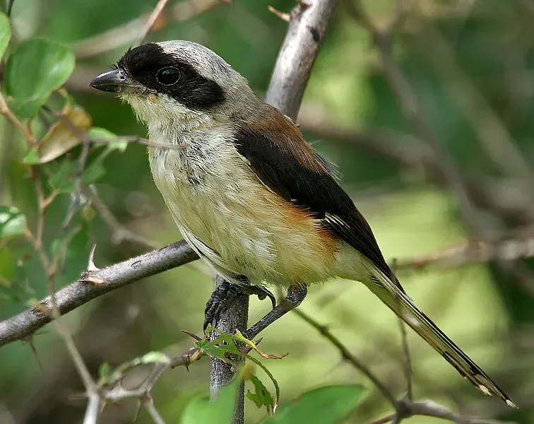 File:Bay-backed Shrike (Lanius vittatus) in Anantgiri, AP W IMG 8868.jpg