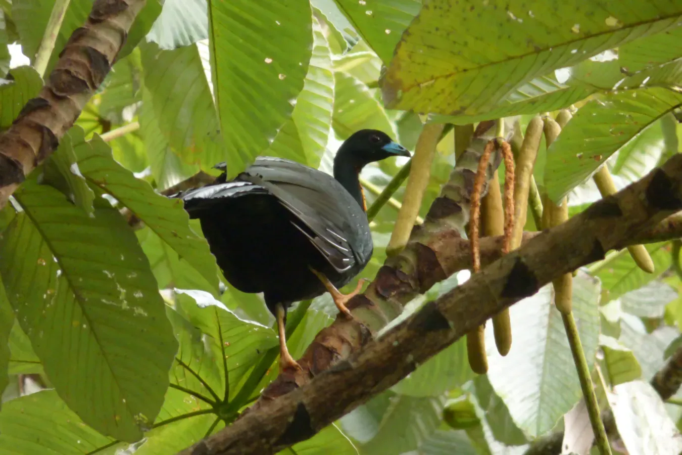 File:Aburria aburri (Pava negra) (4) (16266196642).jpg