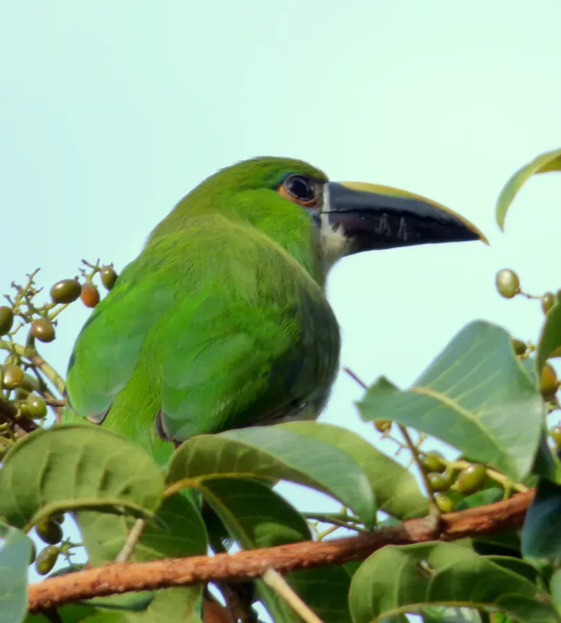 File:Aulacorhynchus albivitta, Armenia, Colombia (15657582504).jpg