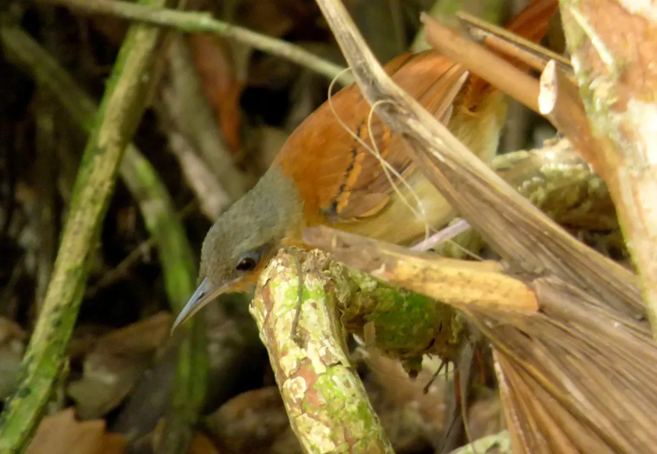 File:Myrmeciza longipes (Hormiguero pechiblanco) - Hembra (1) (14413009658).jpg