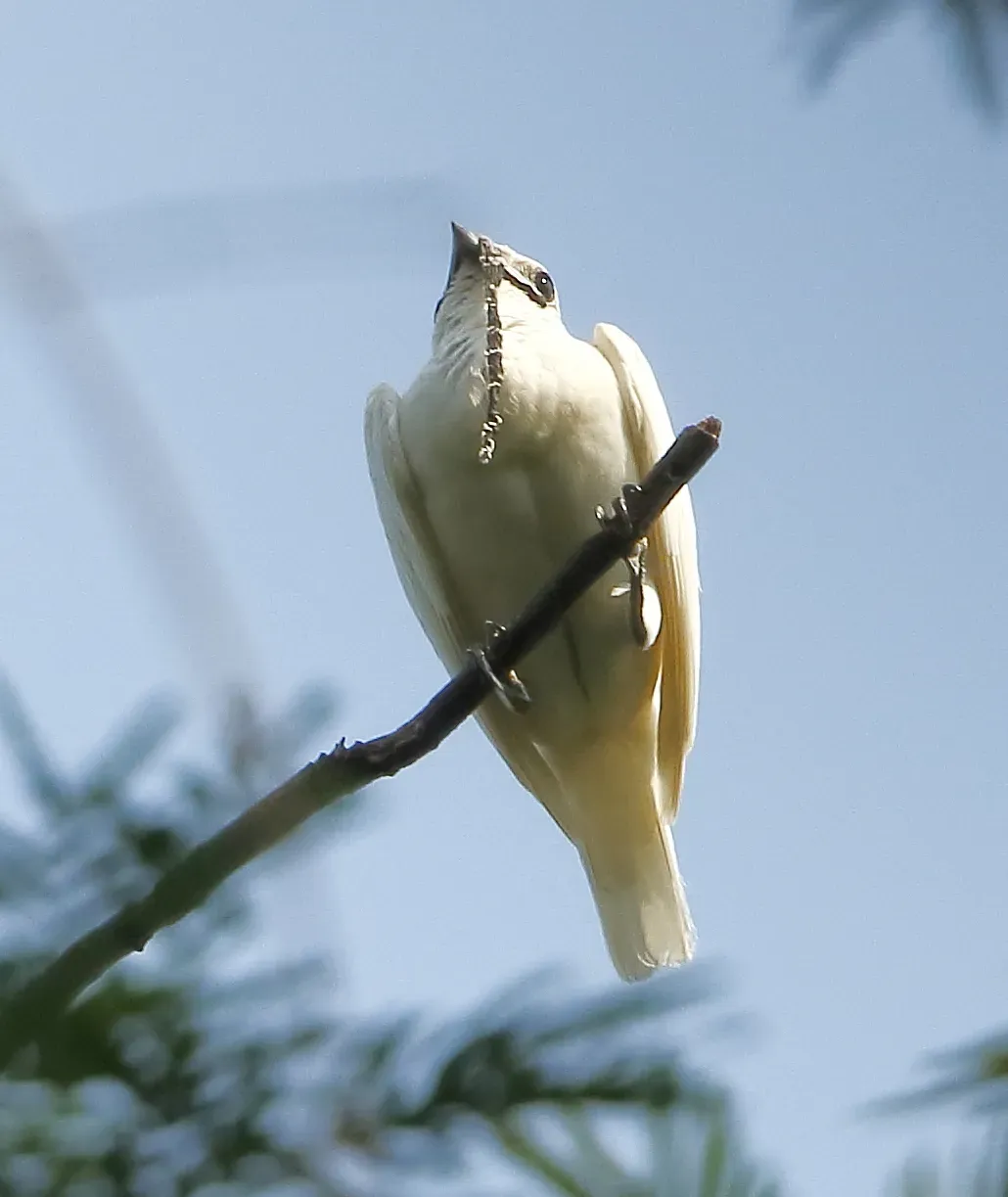File:Procnias albus - White bellbird (male).JPG