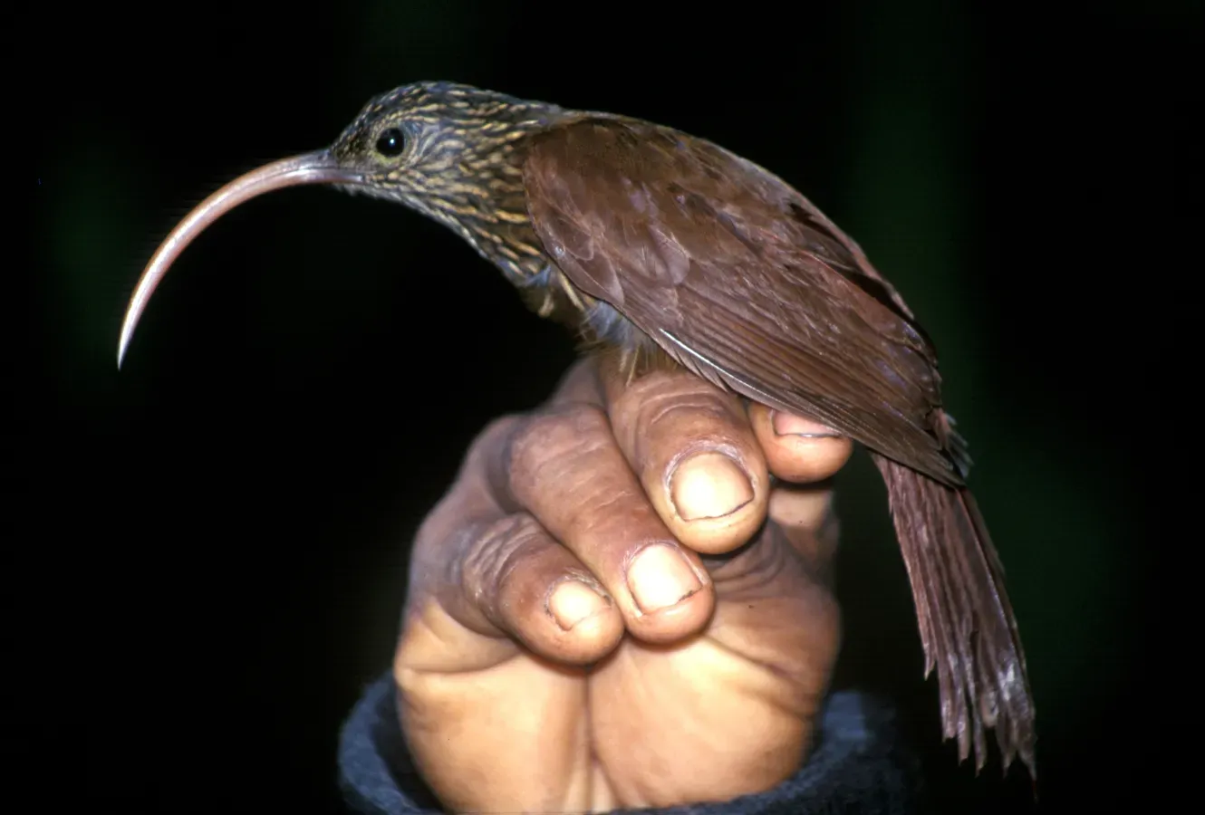 File:Campylorhamphus pusillus.jpg