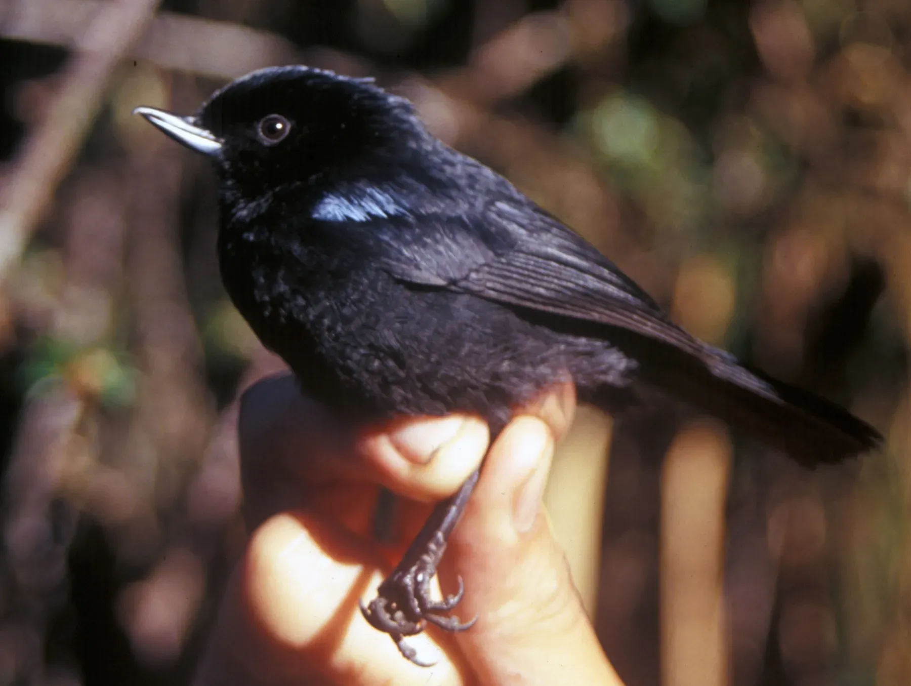 File:Diglossa lafresnayii 2.jpg