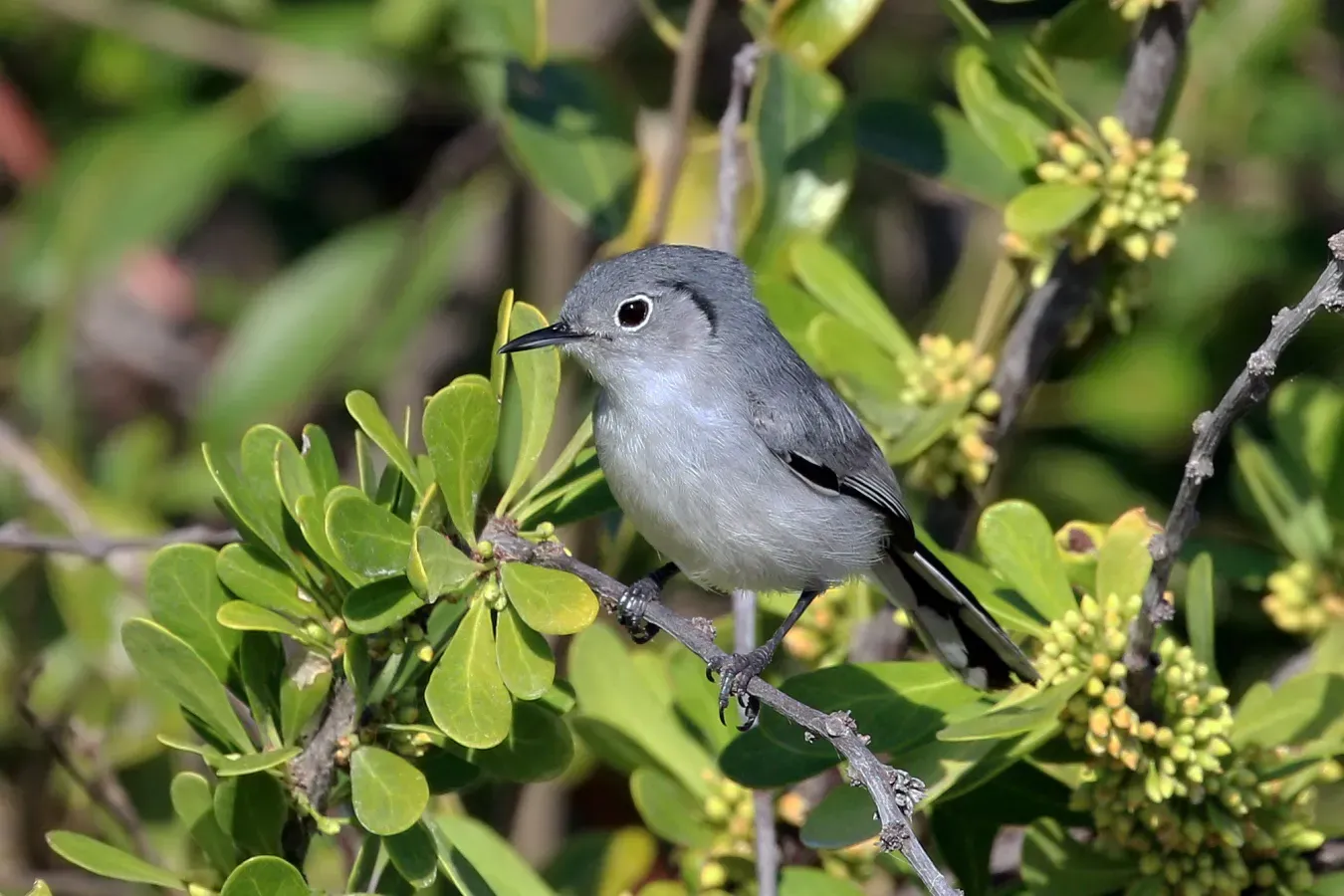 File:Cuban gnatcatcher (Polioptila lembeyei).JPG