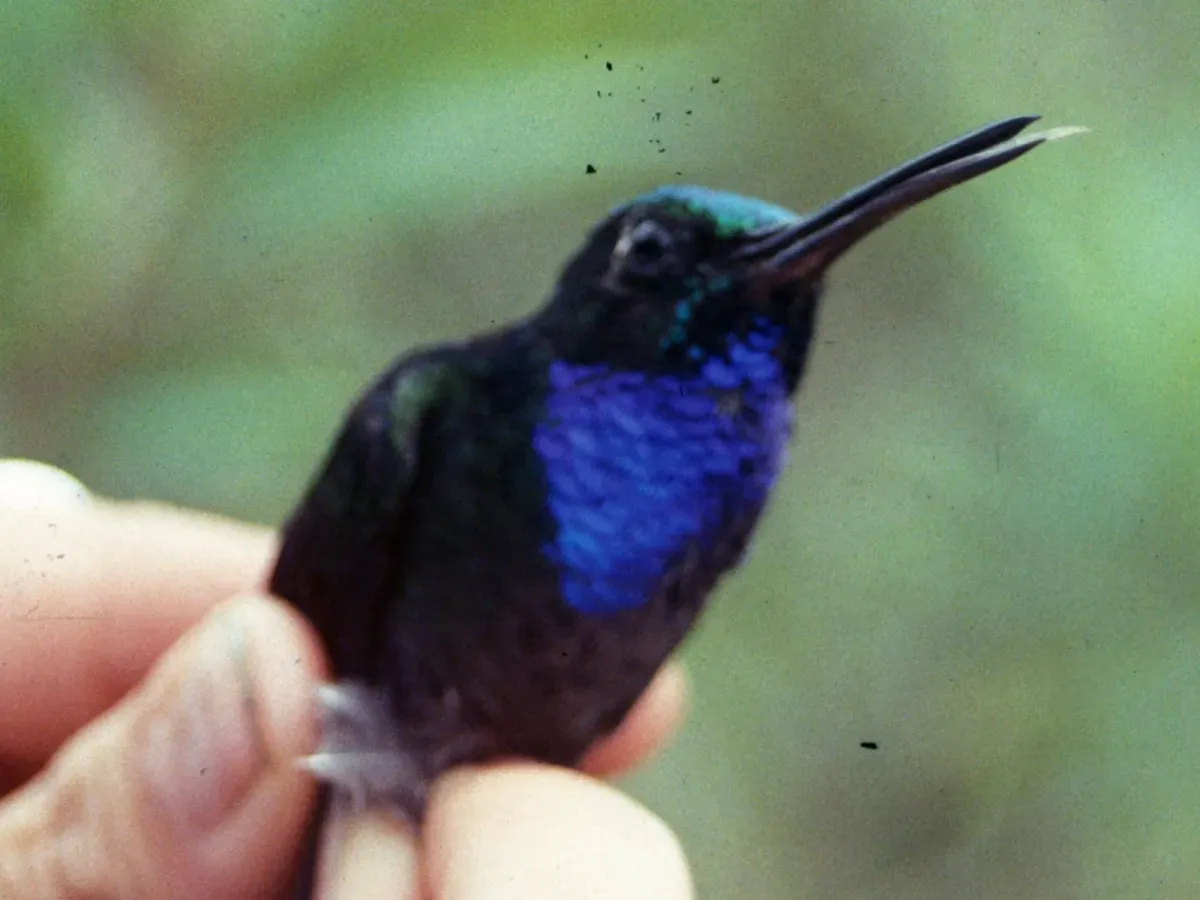 File:Campylopterus villaviscensio.jpg