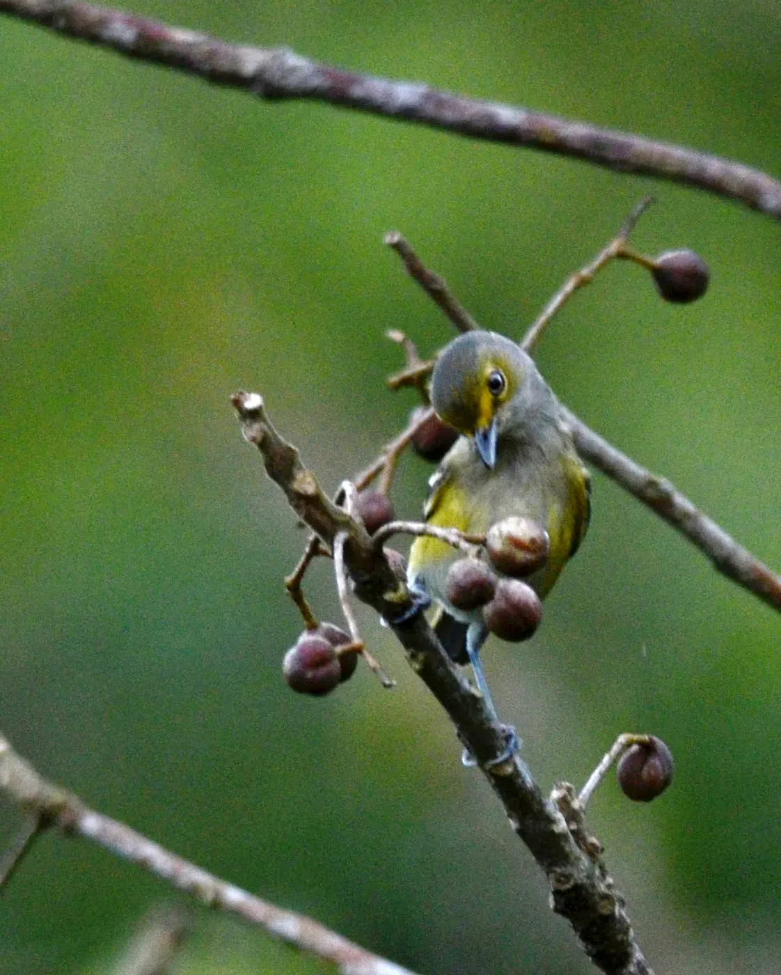 File:Vireo Ojo Blanco, White Eyed Vireo, Vireo griseus (11915755076).jpg