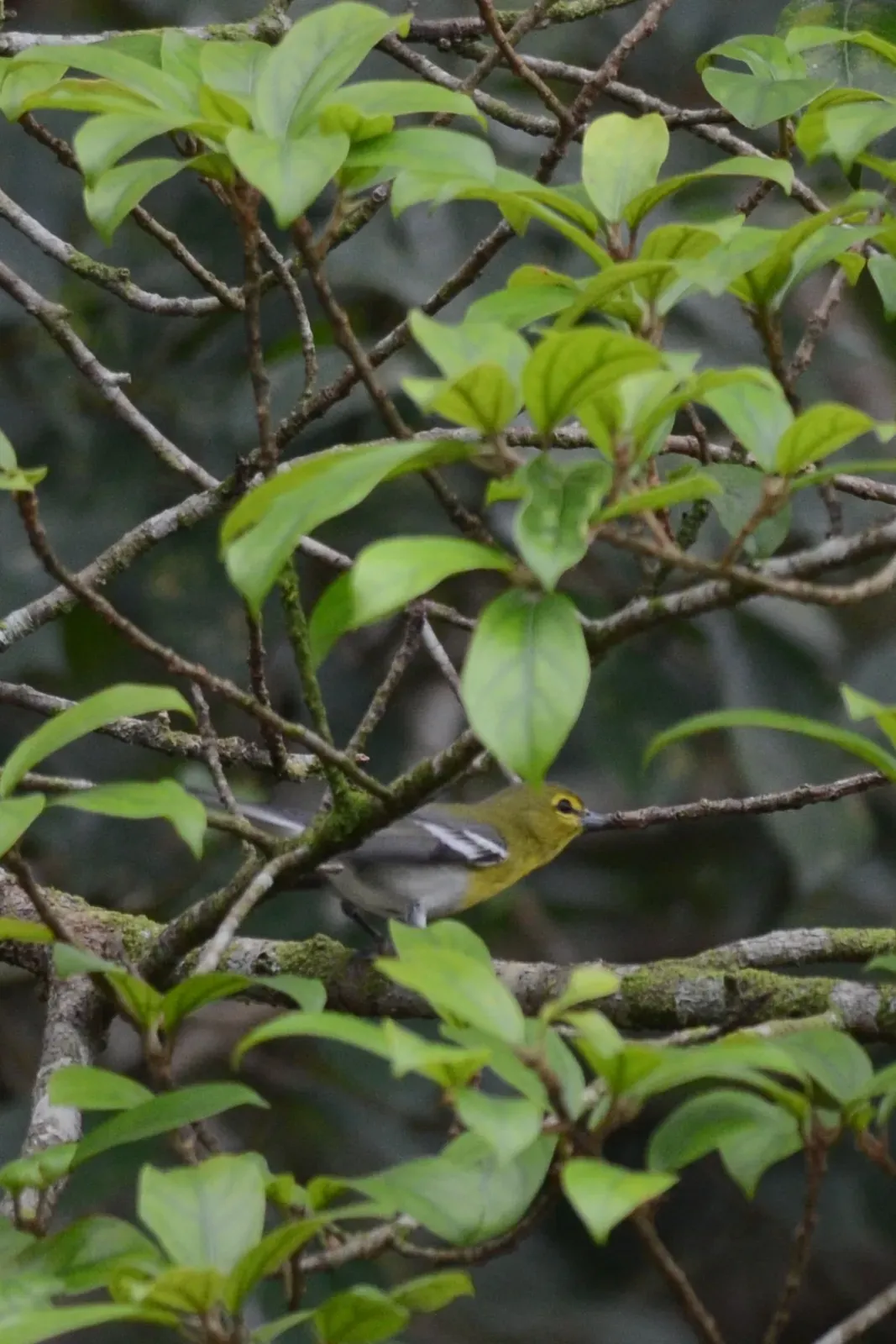File:Vireo Garganta Amarilla, Yellow Throated Vireo, Vireo flavifrons (11915832855).jpg