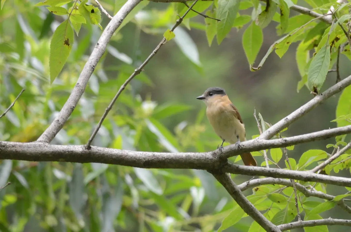 File:Mosquero Cabezón Degollado Hembra, Rose-throated Becard Female, Pachyramphus aglaiae (9430513089).jpg