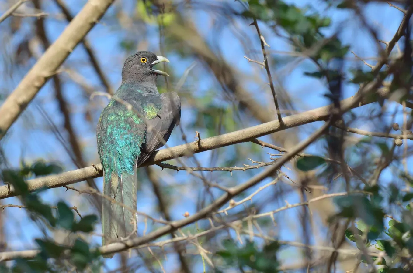 File:Trogon citreolus (9061531431).jpg