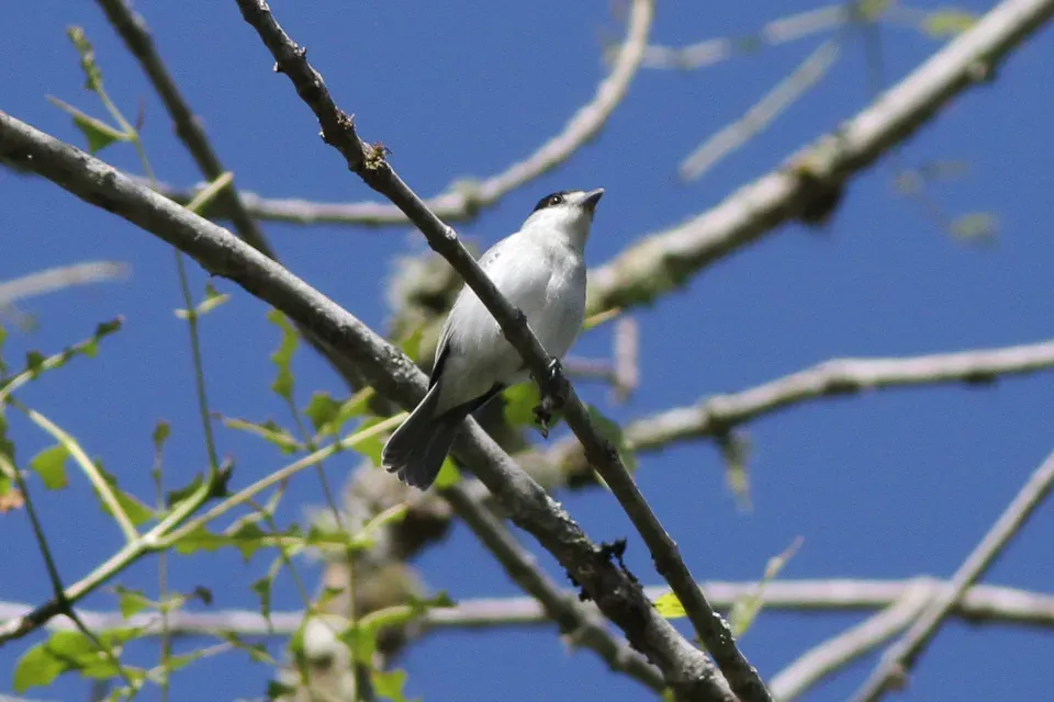 File:Cinereous Becard (Pachyramphus rufus).jpg