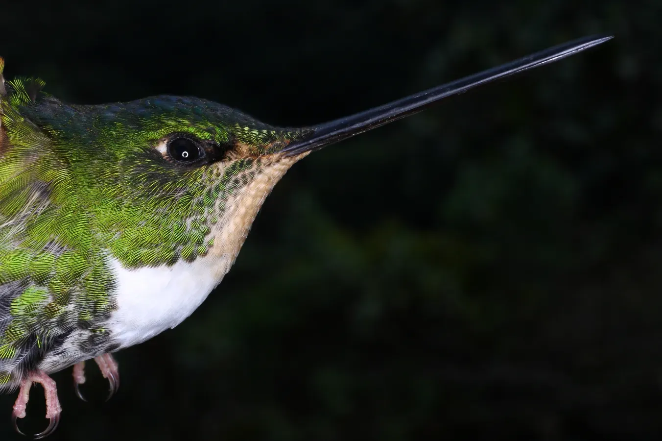 File:Coeligena torquata conradii (25872651432).jpg