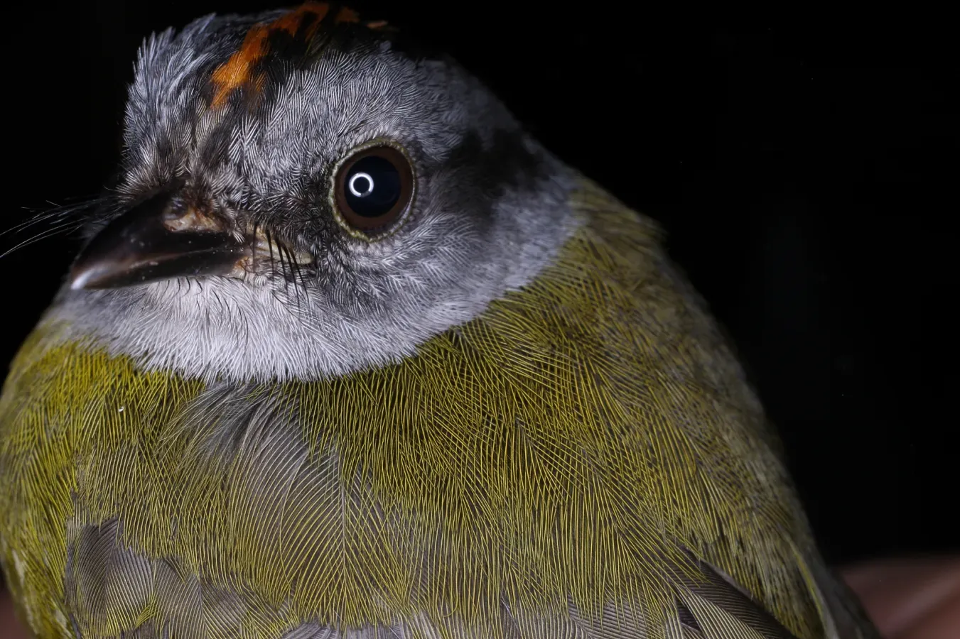 File:Myiothlypis coronata (25898488541).jpg