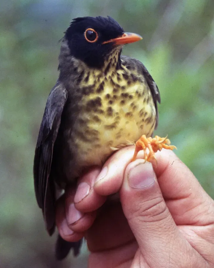 File:Catharus maculatus.jpg