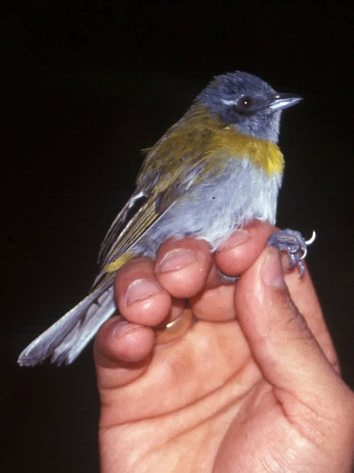 File:Chlorospingus canigularis.jpg
