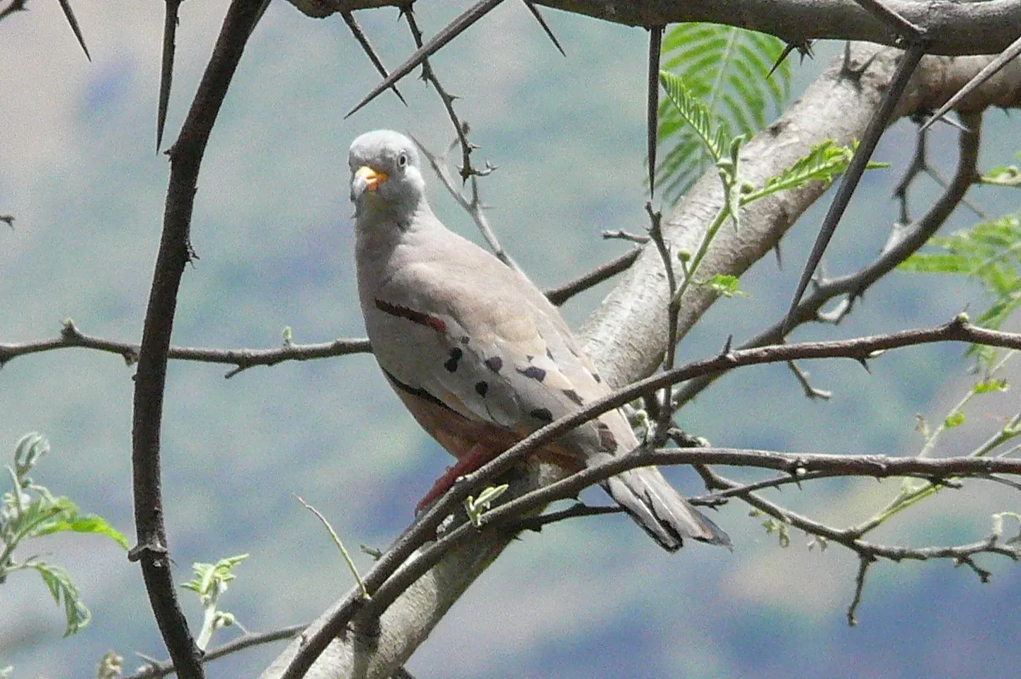File:Columbina cruziana.JPG