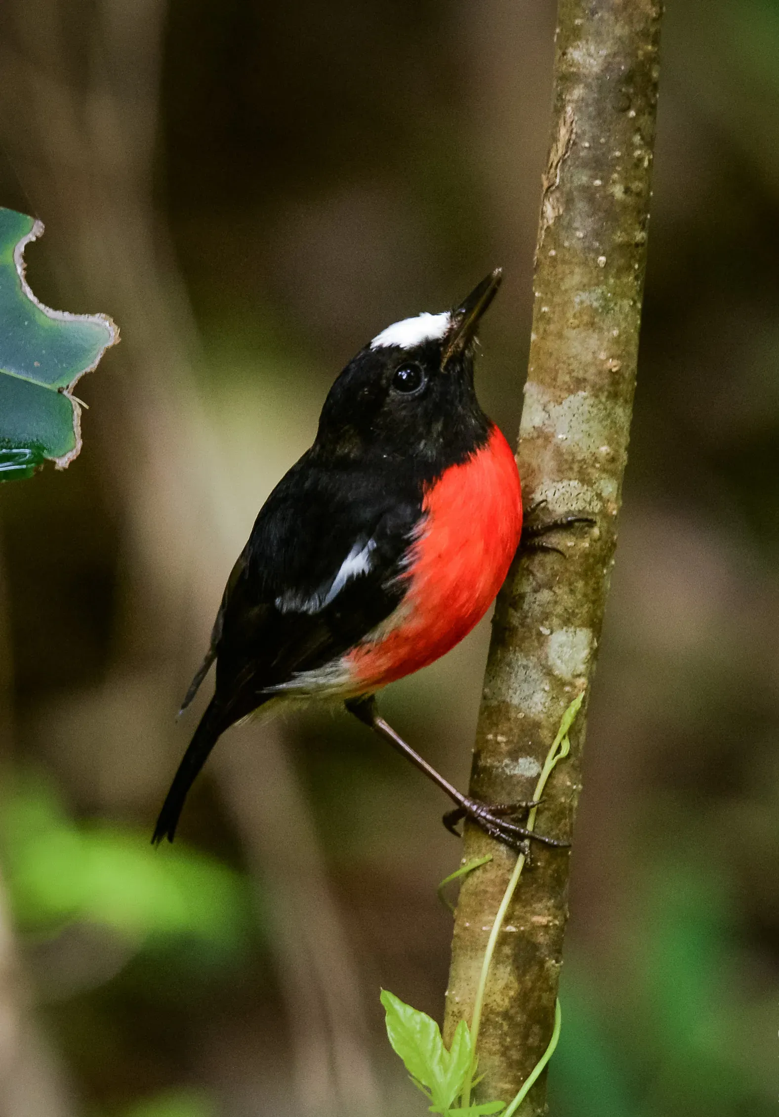 File:Norfolk Robin (Petroica multicolor) in the Norfolk Island.jpg