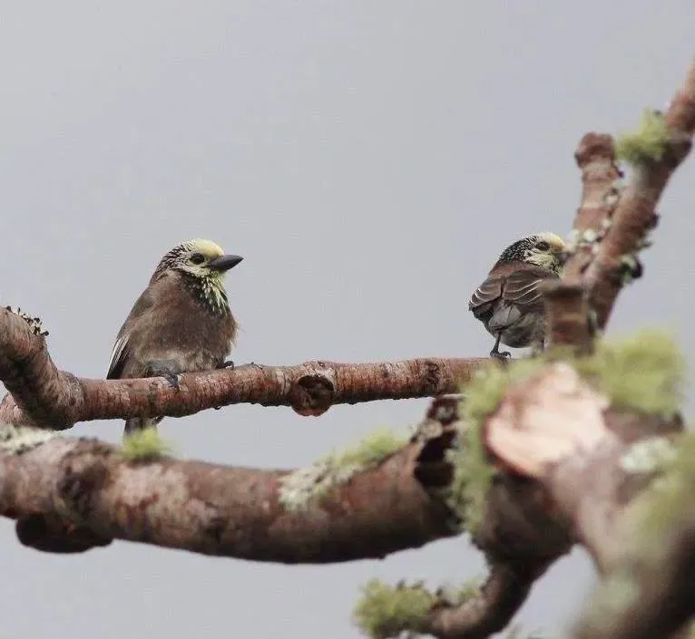 File:Stactolaema anchietae, Cuanavale-rivier, Birding Weto, a.jpg