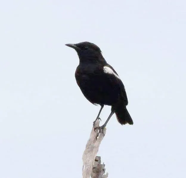 File:Myrmecocichla nigra, Cuanavale-rivier, Birding Weto, a.jpg