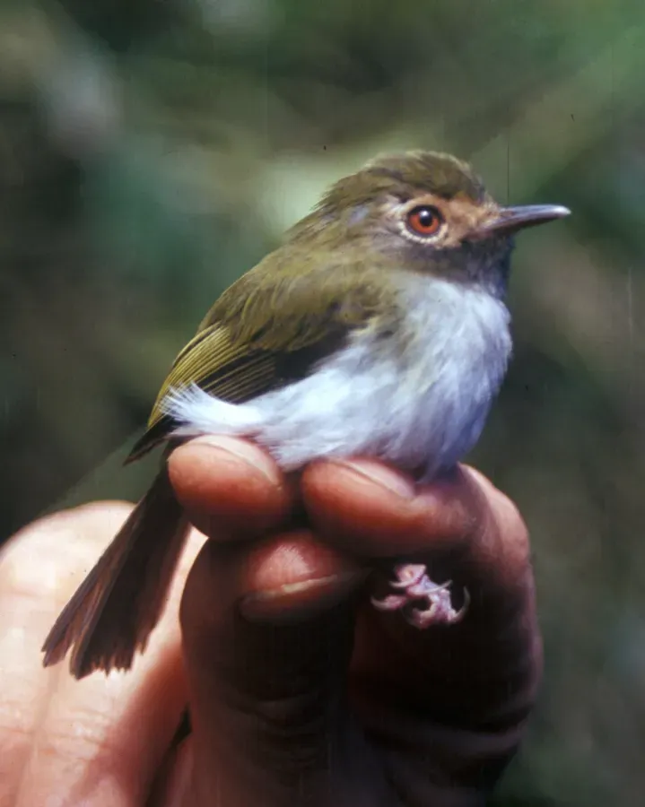 File:Hemitriccus granadensis 2.jpg