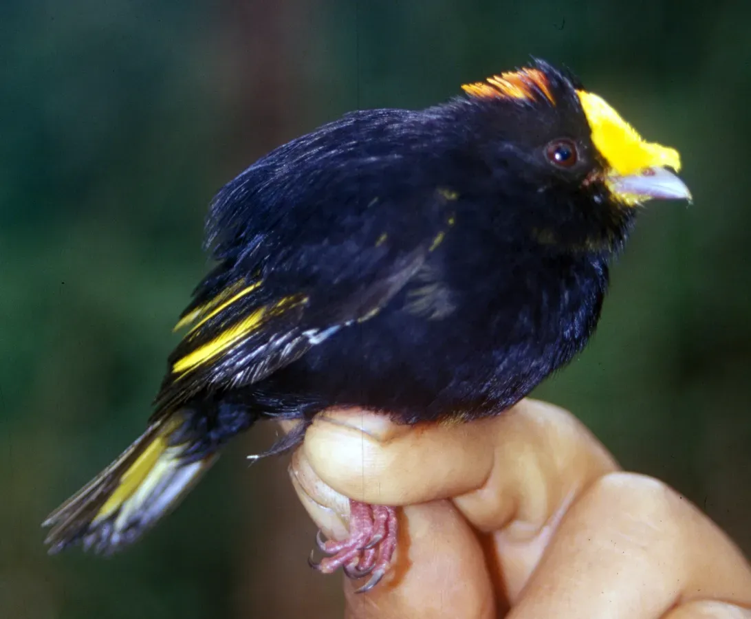 File:Masius chrysopterus - male.jpg