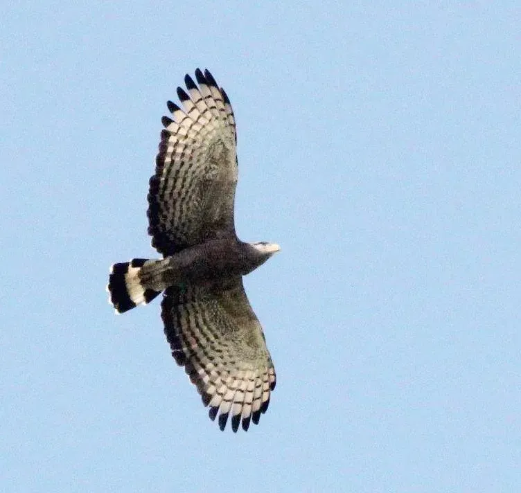 File:Circaetus cinerascens, Savate, Birding Weto, a.jpg