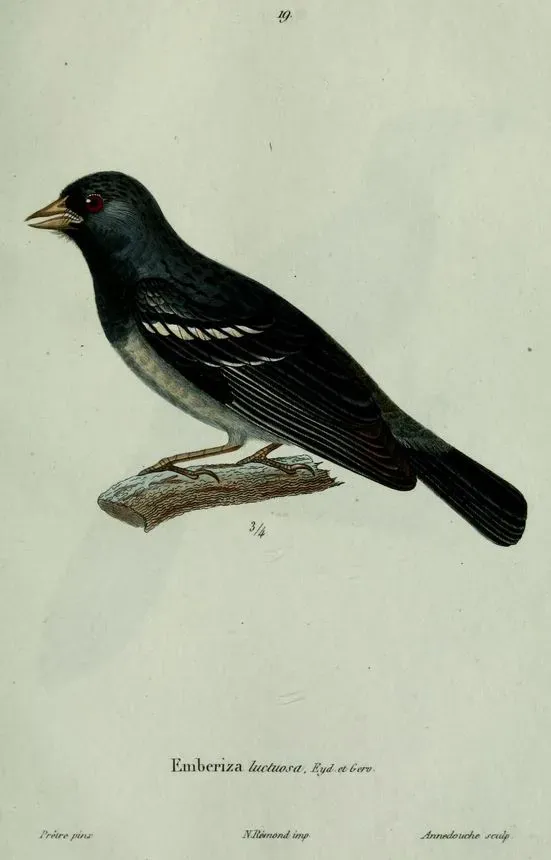 File:Rhopospina fruticeti.JPG