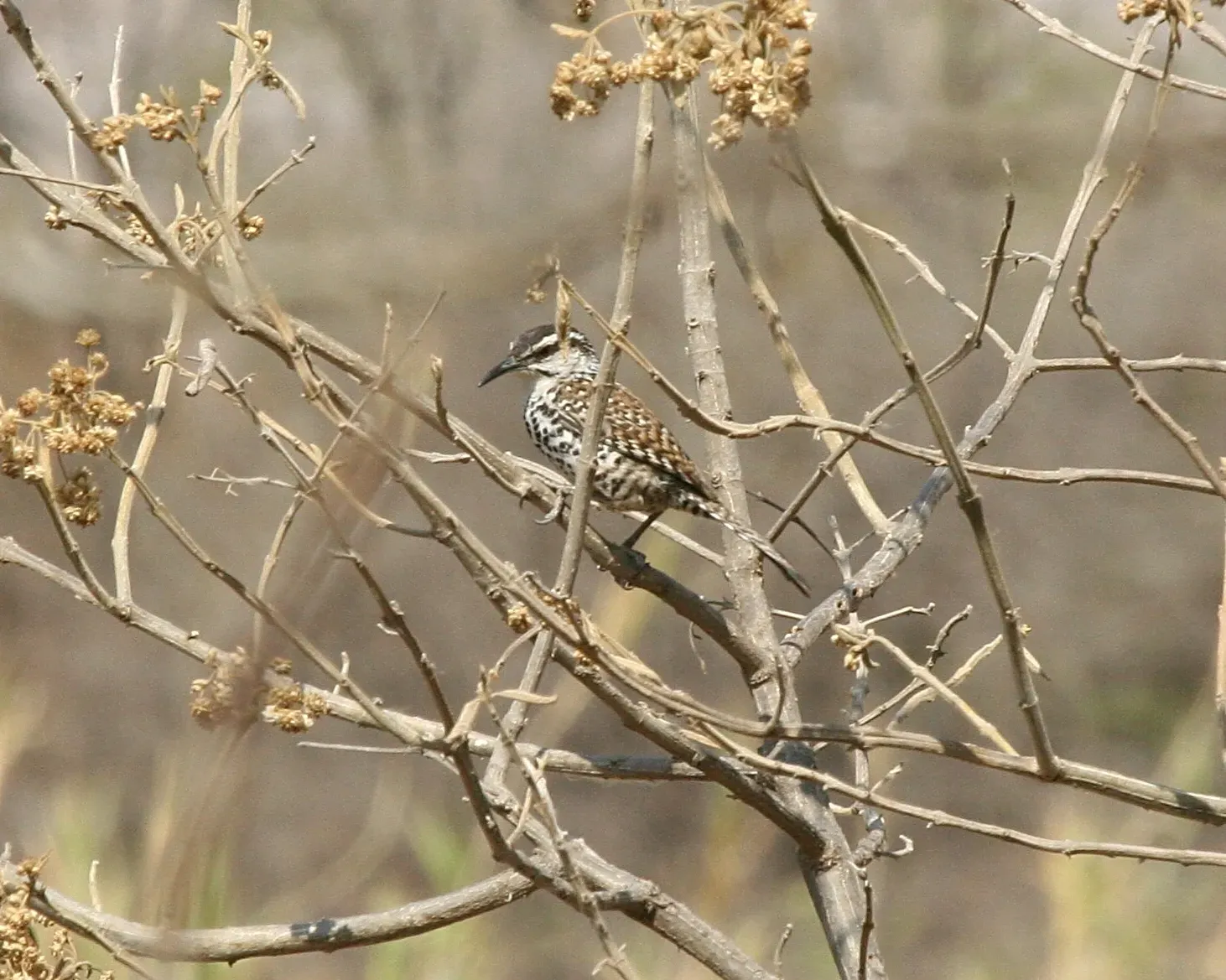 File:Campylorhynchus jocosus.jpg