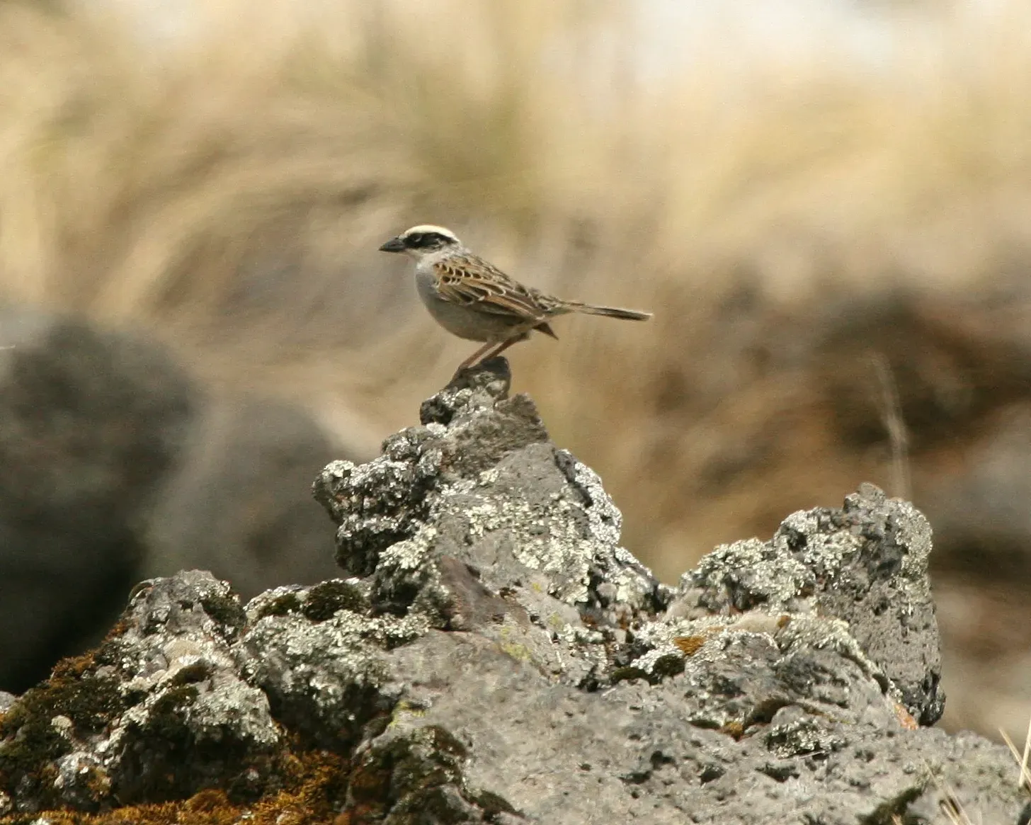 File:Oriturus superciliosus.jpg
