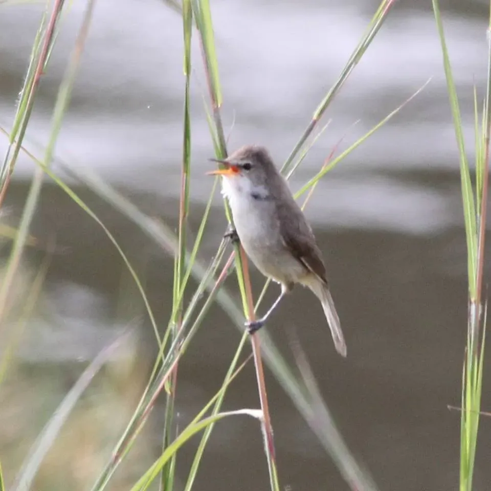 File:Acrocephalus rufescens, Menongue, Birding Weto, a.jpg