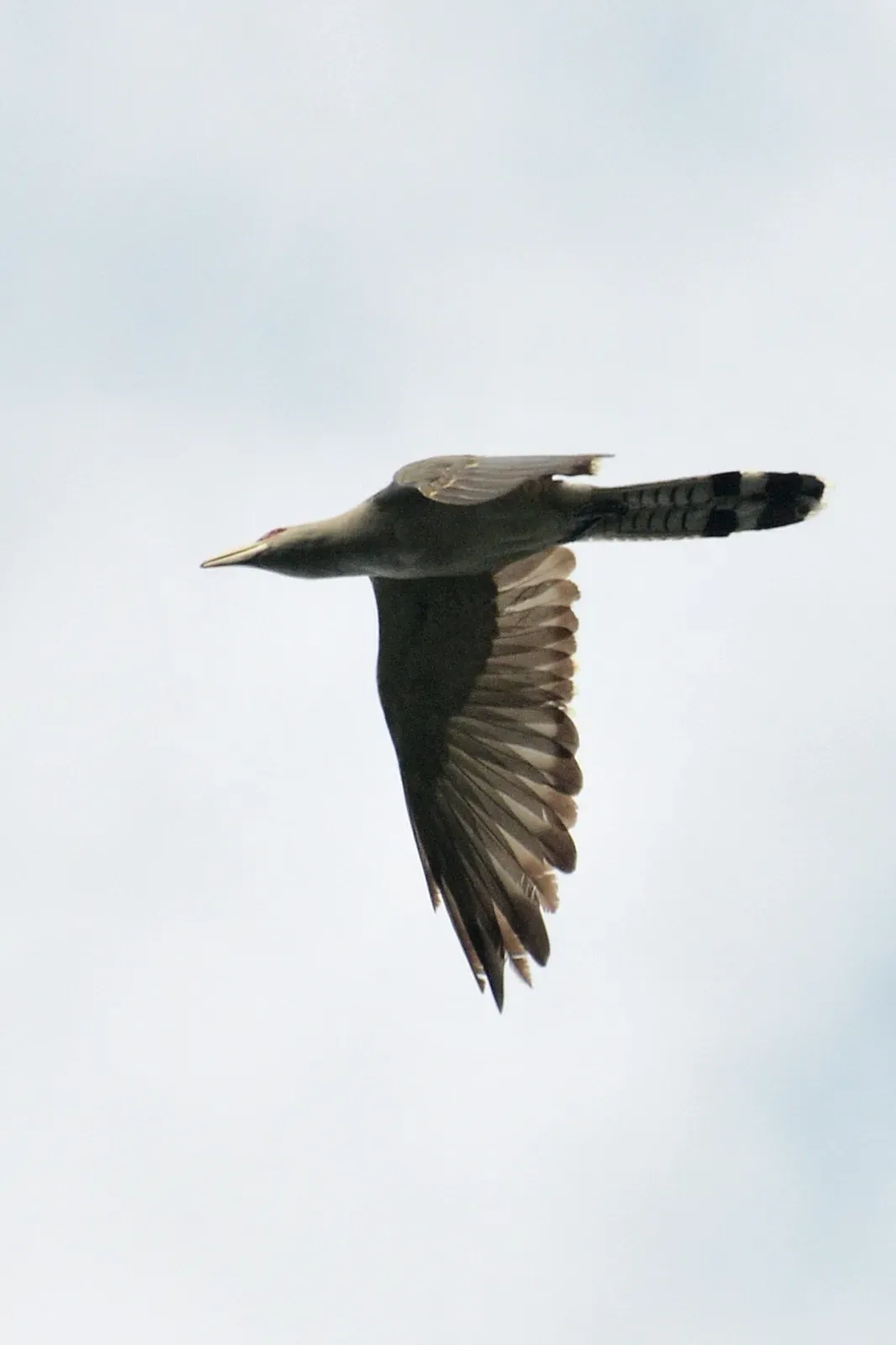 File:Scythrops novaehollandiae - Siau Island.jpg