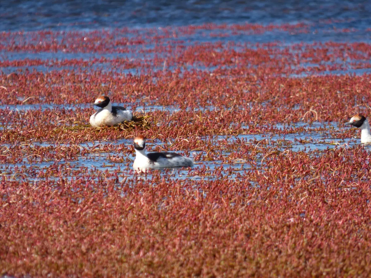 File:Podiceps gallardoi.jpg