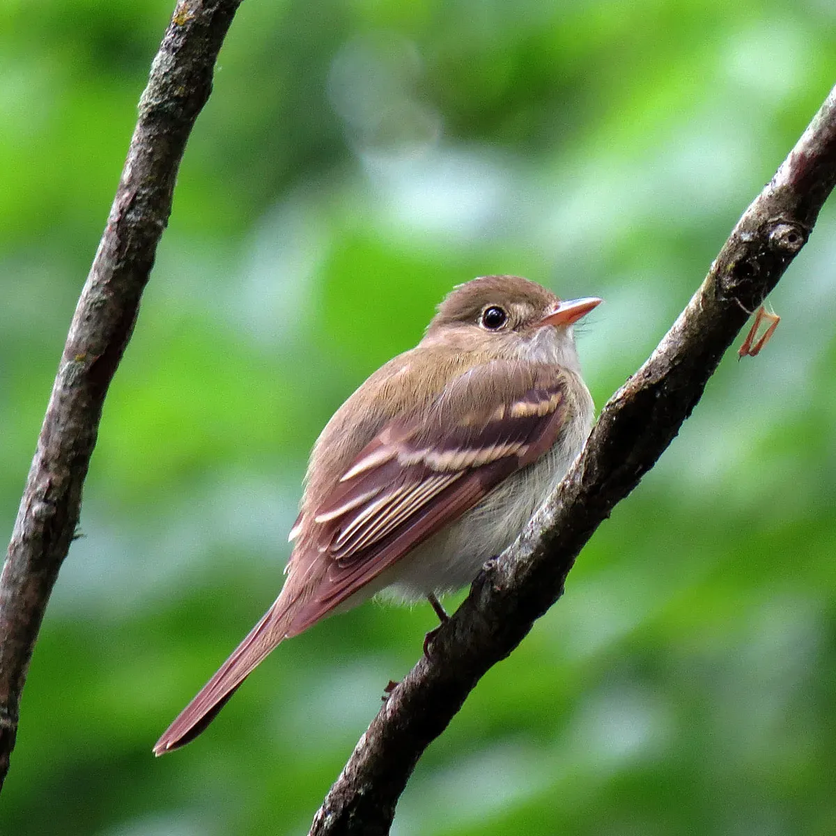 File:Acadian Flycatcher (Empidonax virescens) (19049375859).jpg