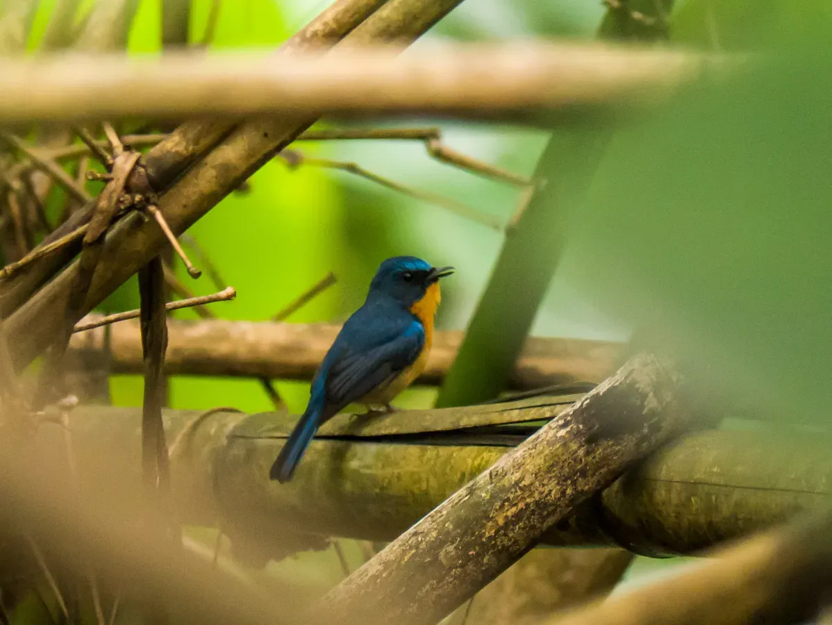 File:Cyornis magnirostris, Mishmi Hills, Arunachal Pradesh 1.jpg