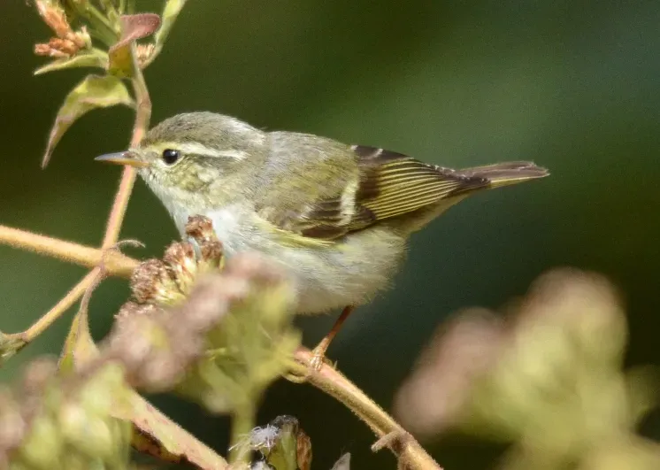 File:Ashy-throated Wabler Phylloscopus maculipennis Lengteng WLS by Dr. Raju Kasambe.jpg