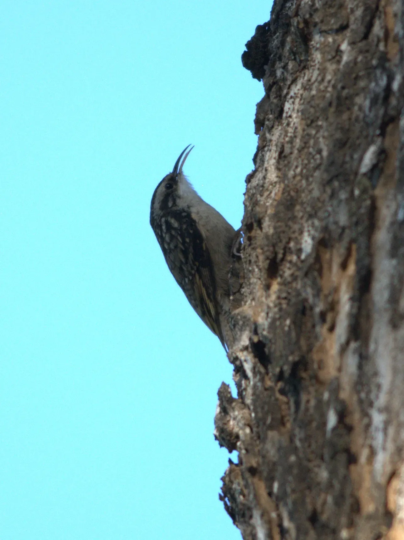 File:Bar-tailed Treecreeper Certhia himalayana by Dr. Raju Kasambe.jpg