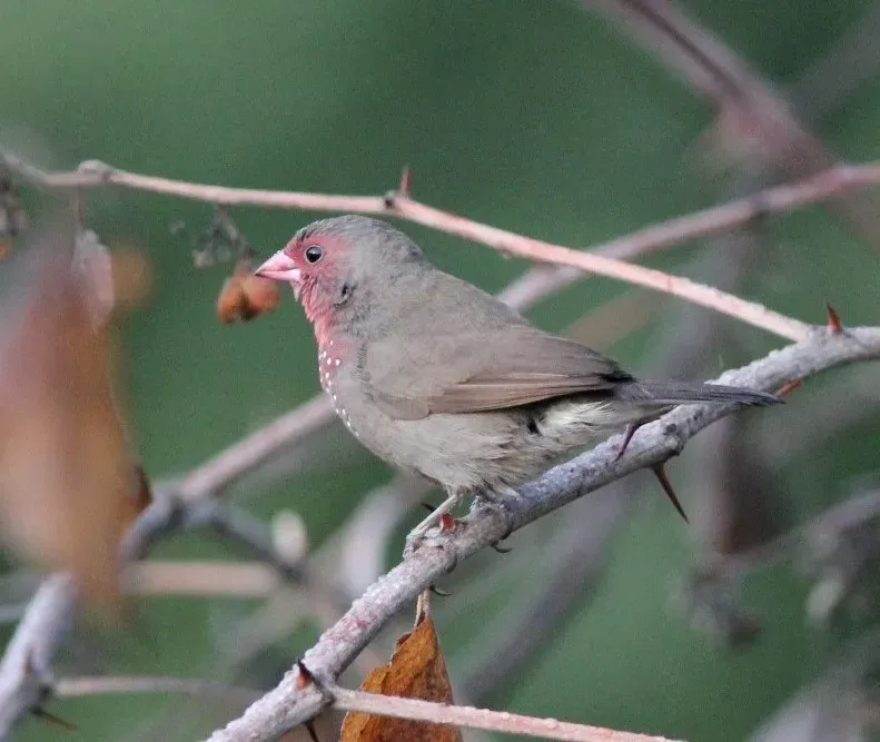 File:Lagonosticta nitidula, Caprivi, Birding Weto Tours, a.jpg