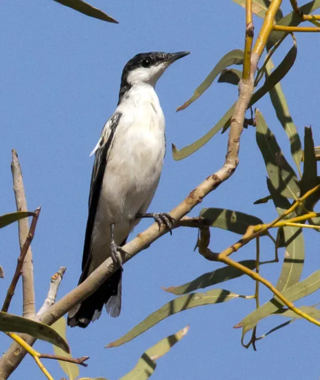 File:Lalage tricolor, Pilbara, Western Australia (7984921917).jpg
