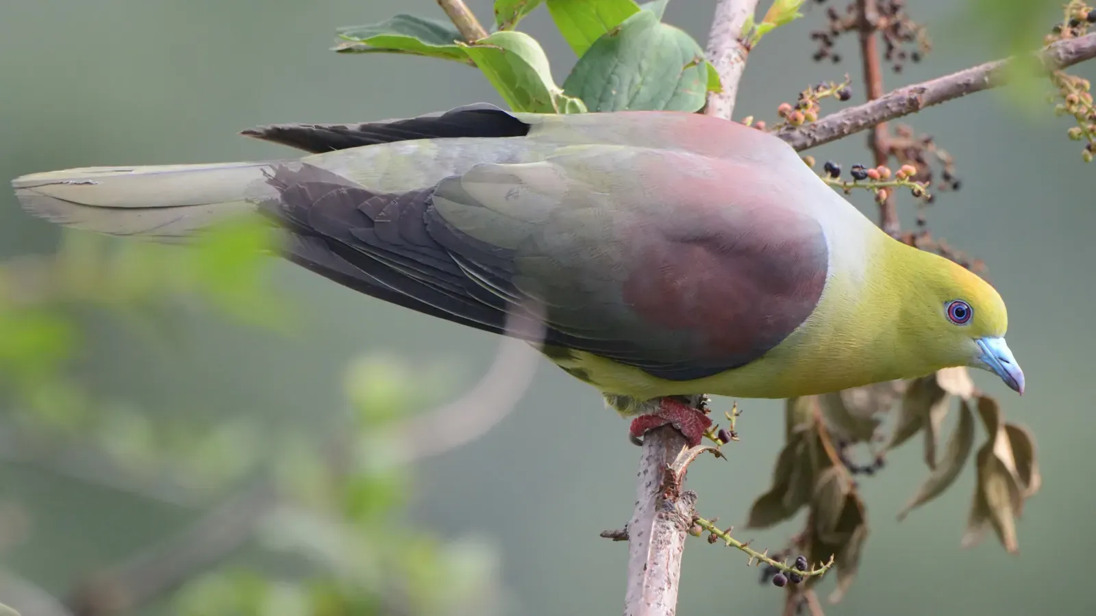 File:Treron sphenurus.jpg